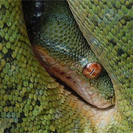 Best Green Tree Python Keeper Radio Podcasts (2022)